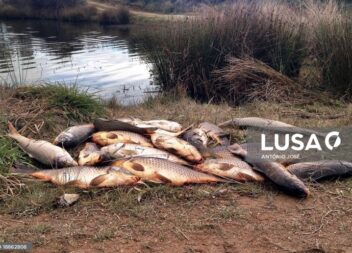 APA está a acompanhar morte de peixes em albufeira de Castelo Branco