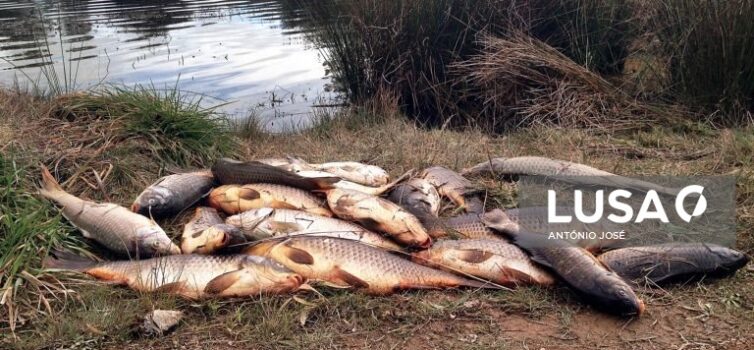 APA está a acompanhar morte de peixes em albufeira de Castelo Branco