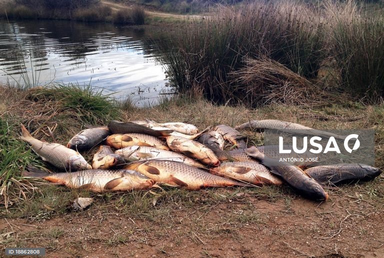 APA revela resultado das análises feitas em albufeira de Castelo Branco