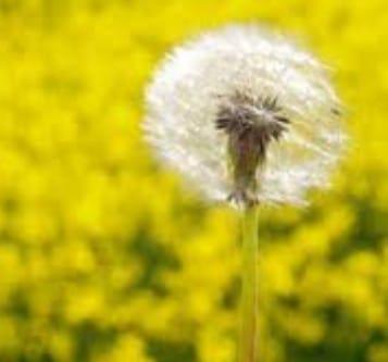 Alergias: Concentração de pólen elevada pelo menos até quinta-feira