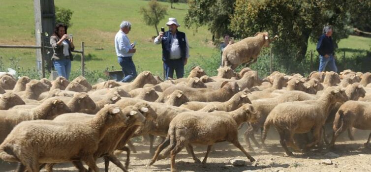 Colóquio sobre raças autótones nas comemorações do aniversário do Instituto Pina