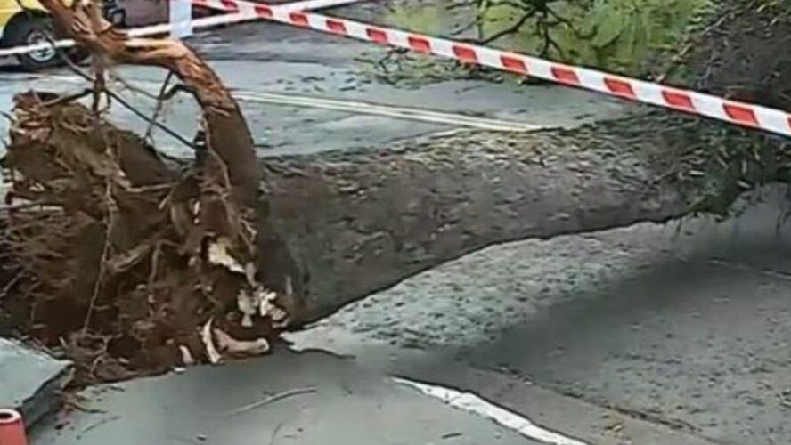 Meteorologia adversa provoca queda de duas árvores