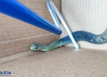 PSP captura  Cobra Rateira em infantário na Covilhã