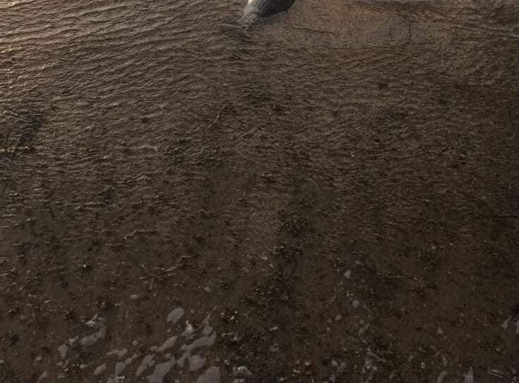 Poluição e peixes mortos