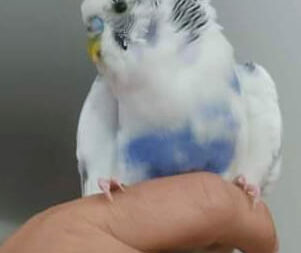 ALERTA C. BRANCO APPAE