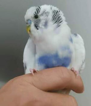 ALERTA C. BRANCO APPAE