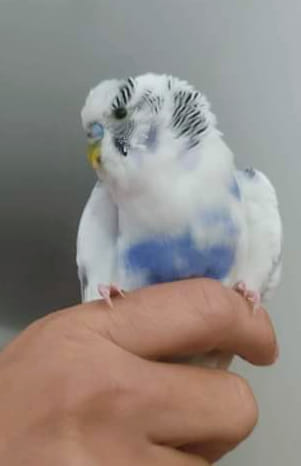 ALERTA C. BRANCO APPAE