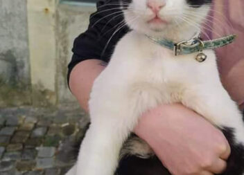 ALERTA CASTELO BRANCO