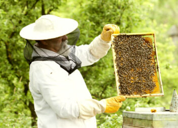 Atenção Apicultores