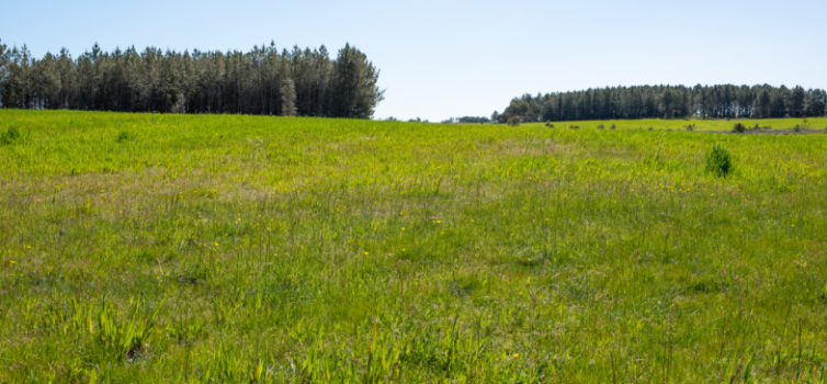 Aumentar a produção de Queijo