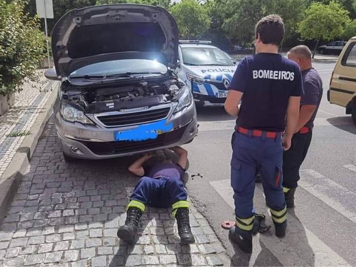 Bombeiros e PSP de Castelo Branco salvam gatinho em motor de automóvel