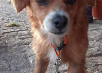 CÃOZINHO EM CASTELO BRANCO PARA ADOÇÃO MUITO RESPONSAVEL