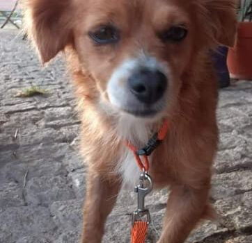CÃOZINHO EM CASTELO BRANCO PARA ADOÇÃO MUITO RESPONSAVEL