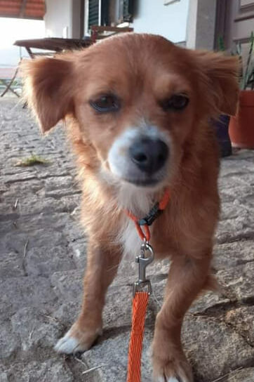 CÃOZINHO EM CASTELO BRANCO PARA ADOÇÃO MUITO RESPONSAVEL