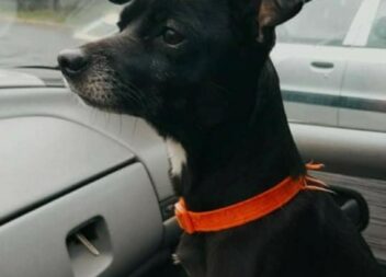 Cão desaparecido em Idanha-a-Nova