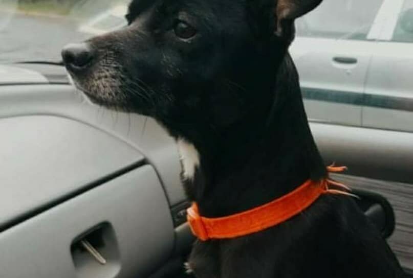 Cão desaparecido em Idanha-a-Nova