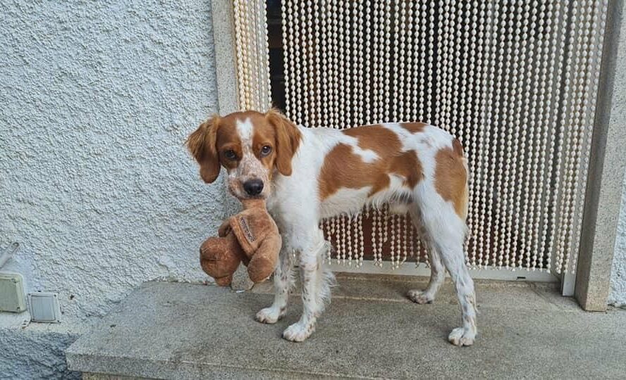 Cão desaparecido em Monforte da Beira