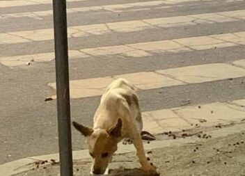 Cãozinho desaparecido e faminto em Castelo Branco