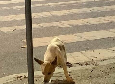 Cãozinho desaparecido e faminto em Castelo Branco
