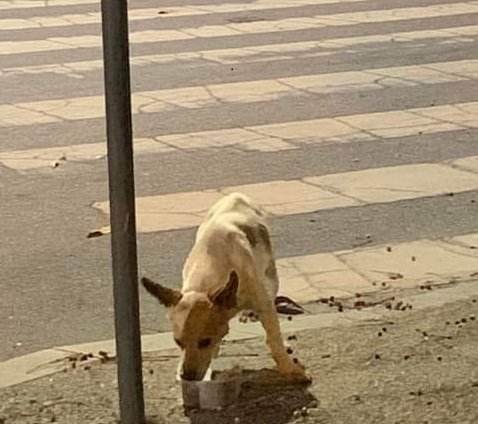 Cãozinho desaparecido e faminto em Castelo Branco