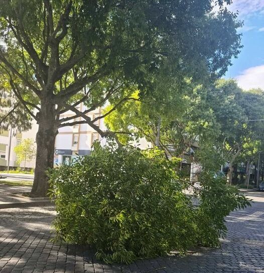Castelo Branco || Queda de parte de árvore condiciona trânsito