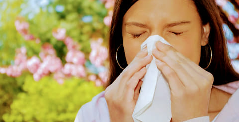 Castelo Branco com concentrações de pólen muito elevadas