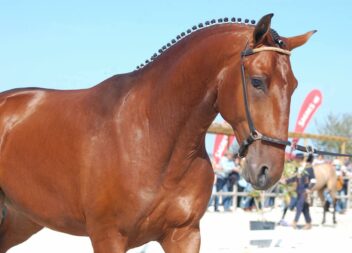 Cavalo Campeão é da Beira Baixa || Golegã 2020