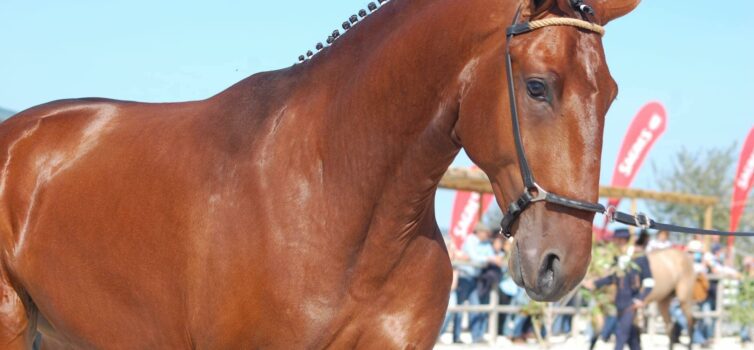 Cavalo Campeão é da Beira Baixa || Golegã 2020
