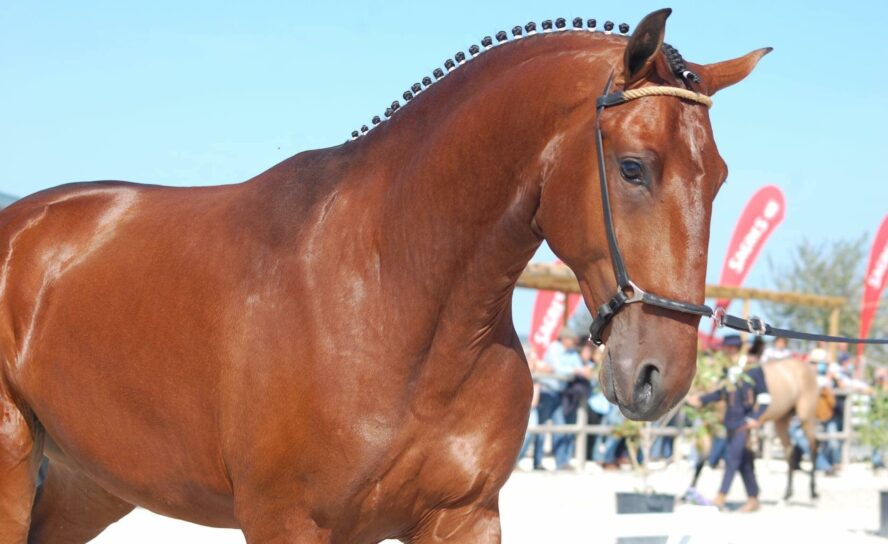 Cavalo Campeão é da Beira Baixa || Golegã 2020