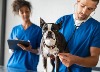 Covilhã || Identificado por furto em clínica veterinária