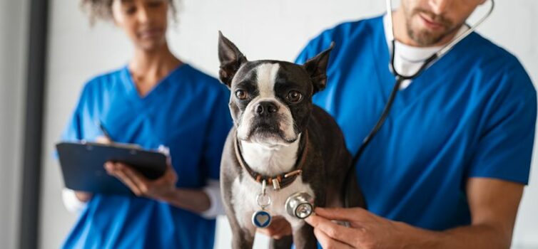 Covilhã || Identificado por furto em clínica veterinária