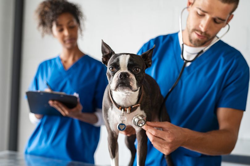 Covilhã || Identificado por furto em clínica veterinária