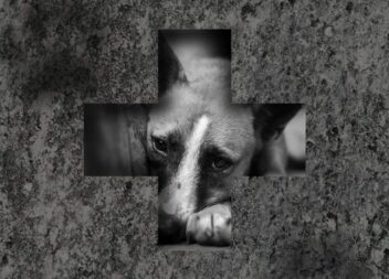 Denuncie! Abandonar um animal é crime