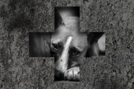 Denuncie! Abandonar um animal é crime