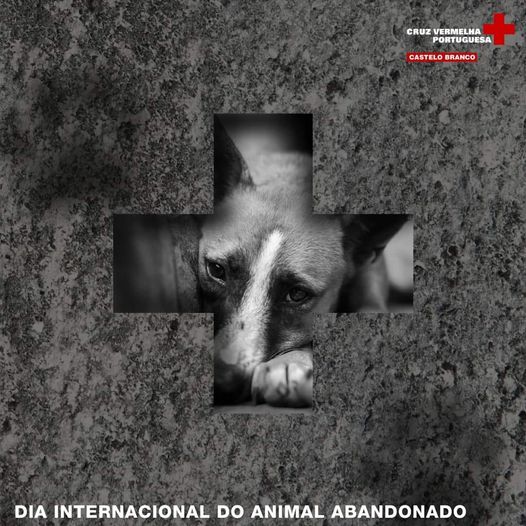 Denuncie! Abandonar um animal é crime