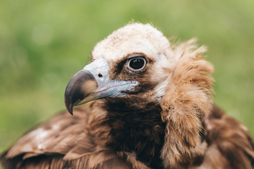 Descoberta colónia de grifos na Reserva Natural da Serra da Malcata