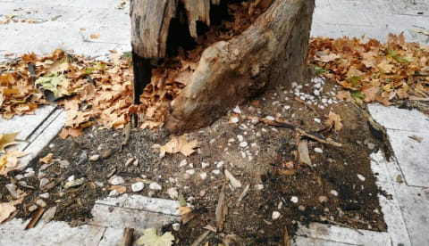Escola do Teixoso deu o alerta e árvore foi cortada por perigo iminente de queda