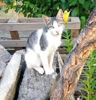 Gato desaparecido em Alcains "há alguns dias"