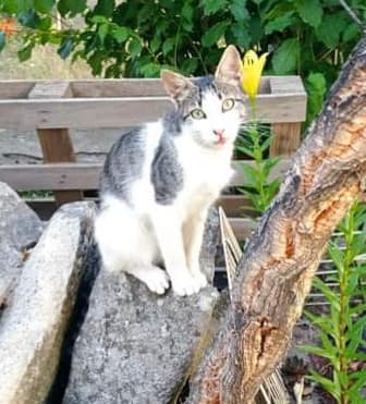 Gato desaparecido em Alcains "há alguns dias"