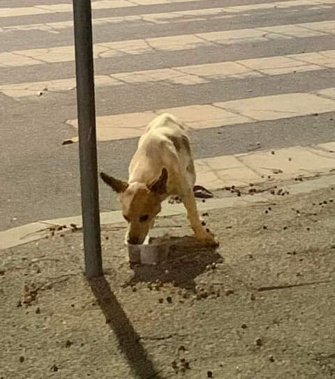 Imagem APPAE