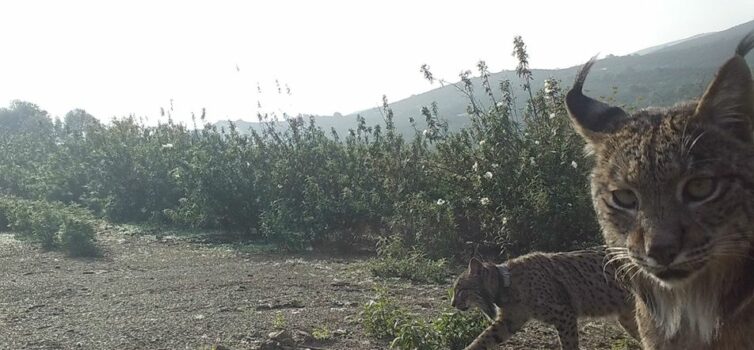Lince Ibérico