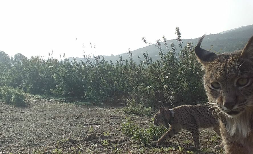 Lince Ibérico
