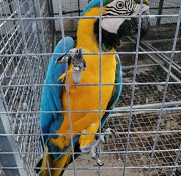 Operação "Thunder 2020"