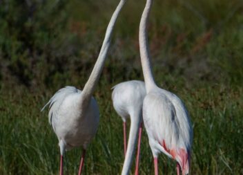 Os Flamingos estão pela 1ª vez a nidificar em Portugal