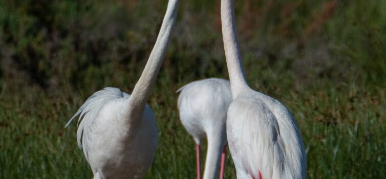 Os Flamingos estão pela 1ª vez a nidificar em Portugal