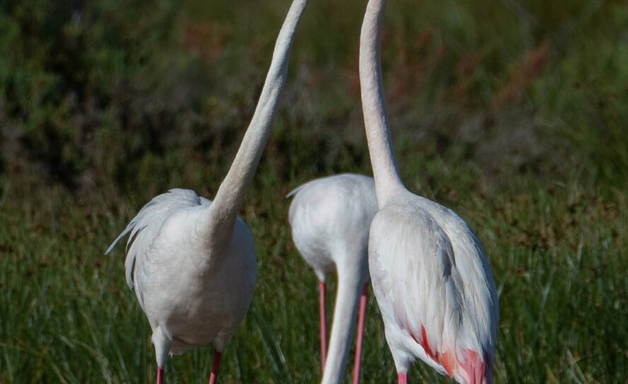 Os Flamingos estão pela 1ª vez a nidificar em Portugal