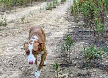 "PERDI A MINHA CADELA NA ZONA DOS MAXIAIS!"