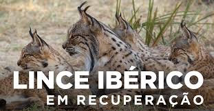 População de lince-ibérico ultrapassa 1.000 registos
