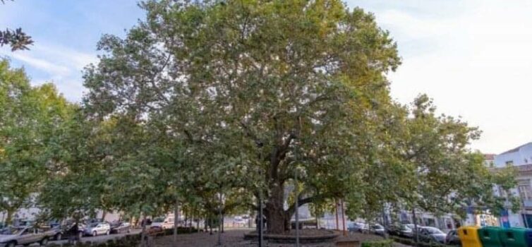 Portalegre:Plátano do Rossio alvo de operação de manutenção