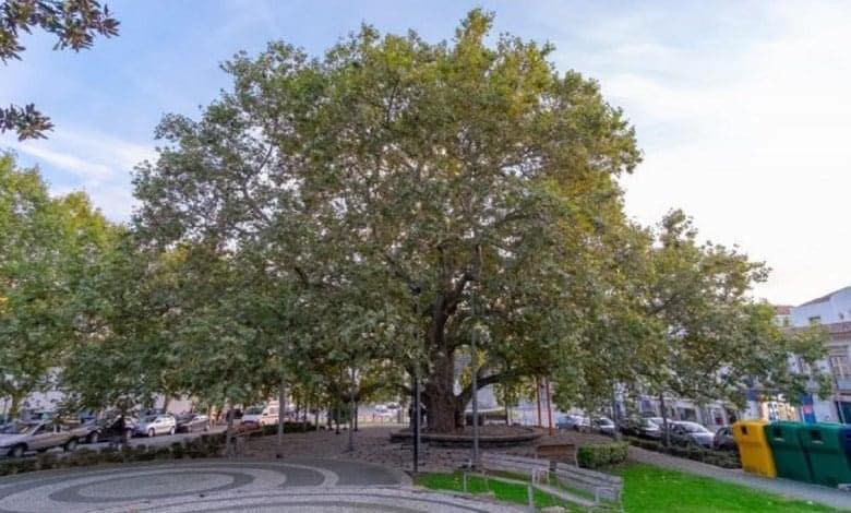 Portalegre:Plátano do Rossio alvo de operação de manutenção